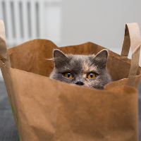 Cat in paper bag on bed 1x1 CROP